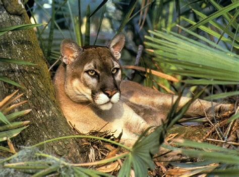 A subspecies of the cougar, the black panther is the florida state animal. As of 2013 there are only an estimated 160 Florida ...