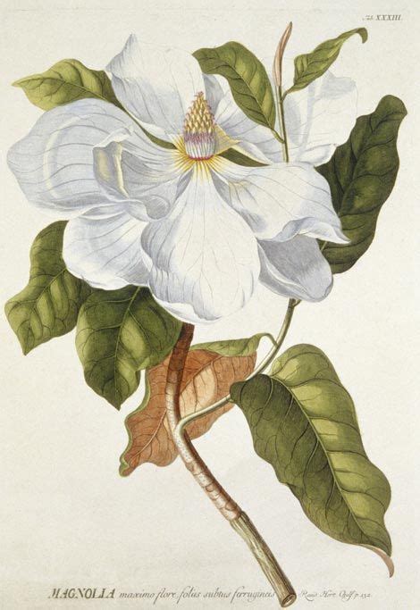 Magnolia Georg Dionysius Ehret 1708 1770 Botanical Illustration