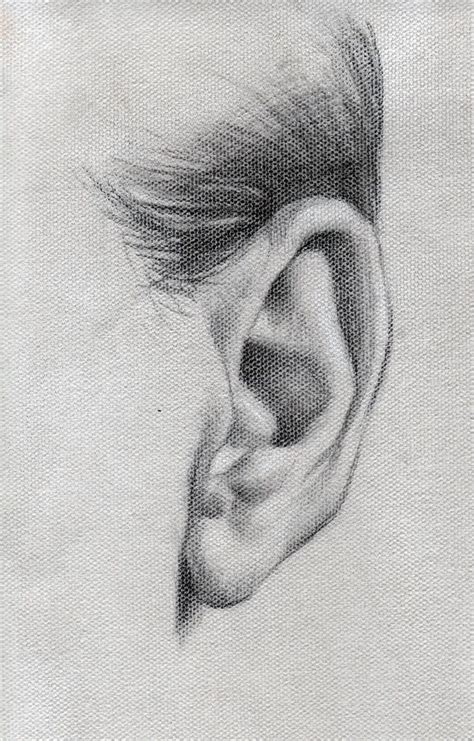 Ear Study By Abdonjromero Realistic Drawings Drawings Anatomy Art