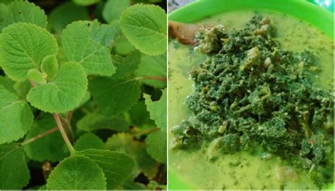 Daftar harga daun torbangun terbaru juni 2021. Resep Dan Cara Memasak Sayur Bangun-Bangun Ala Chef ...