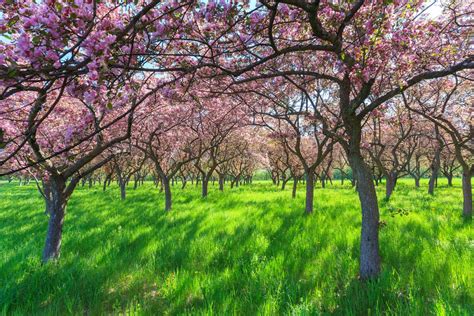 Spring Photography Pink Blossom Trees Limited Edition Nature