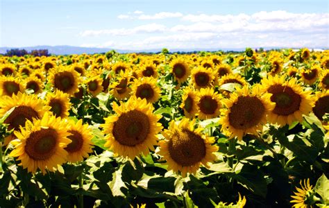 Smiles From Sunflowers Dixonca There Are Thousands Acres Of
