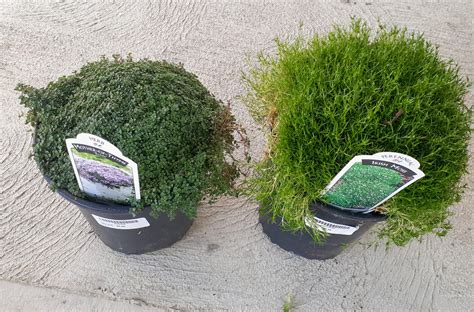 Too many thots, here's my new plants. Creeping Thyme and Irish Moss