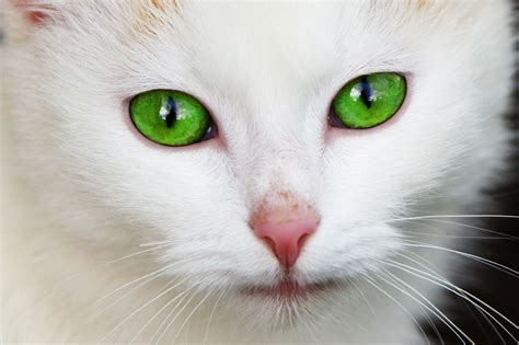 File:Cat with green eyes.jpg - Wikimedia Commons