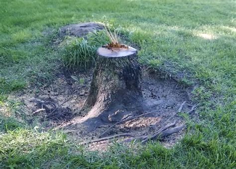 How To Use Your Backhoe To Remove A Tree Stump