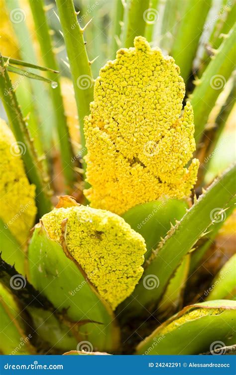 Palm Yellow Flowers Stock Image Image Of Palm Macro 24242291