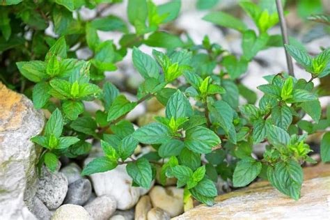 How To Grow Chocolate Mint For A Fragrant Addition To Your Garden