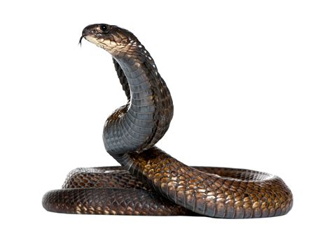 Dangerous Black Snake Png Image Purepng Free Transparent Cc0 Png