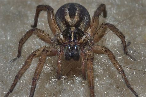 Texas Wolf Spider Search In Pictures