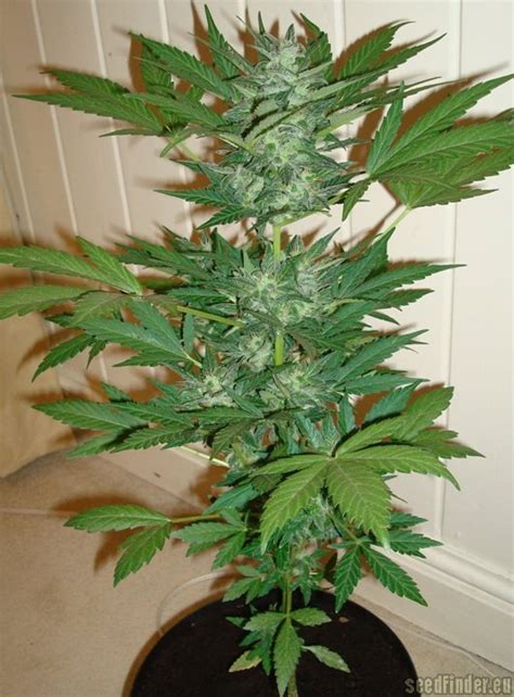Apart from it being an amazing hobby, growing cannabis can save you money in the long run, since you will never have to spend money at dispensaries ever again. Strain-Galerie: Lowryder #2 (Joint Doctor) PIC ...