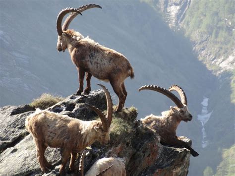 Ein ausgesprochen guter kollege ist der skorpion. 33 Best Photos Wann Ist Man Steinbock - Vollmond im ...