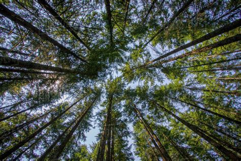 Looking Up In A Forest Of Fir Trees Oregon Usa Stock Photo Dissolve