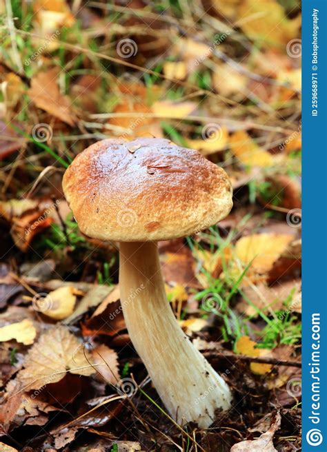 Boletus Erythropus Autumn Mushroom Growing In Soil Stock Image Image