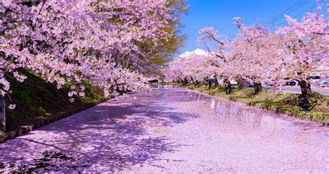 20 Sites To Enjoy Cherry Blossoms In The Japanese Countryside Tsunagu