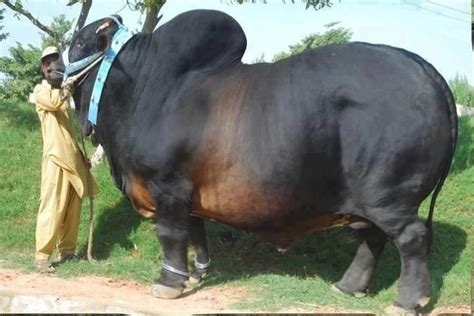 Find the perfect bull animal stock photos and editorial news pictures from getty images. World Record Belgian Blue Bull | Eid Ul Adha 2014 (With ...