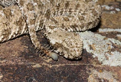 Spider Tailed Horned Viper Facts And Pictures