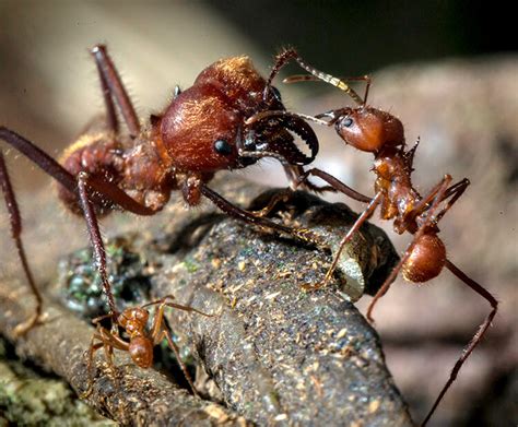 Leafcutter Ants San Diego Zoo Wildlife Explorers
