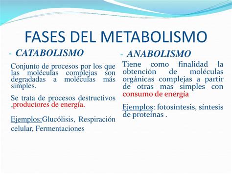 2 Ejemplos De Metabolismo Chefli