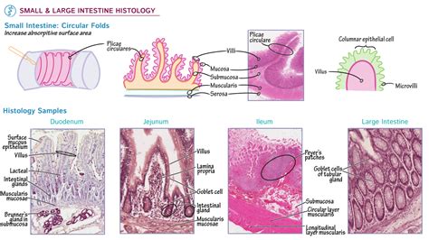 Gastrointestinal System Small And Large Intestine Histology Draw It