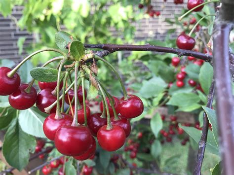 Cherry Tree How To Grow Cherry Tree In Containers