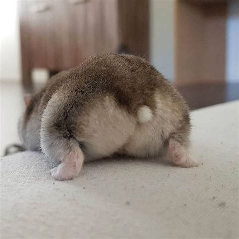 Worlds Greatest Gallery Of Hamster Butts In 2020 Cute Hamsters Funny Hamsters Cute Animals