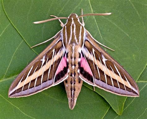 White Lined Sphinx Moth Identification Life Cycle Facts And Pictures