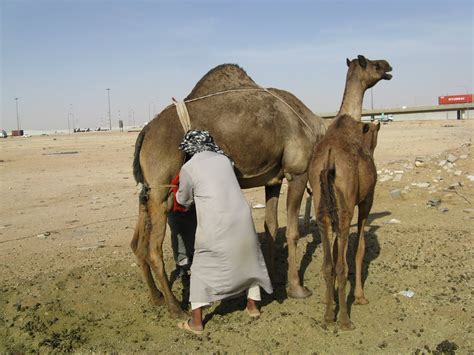Camel milk tastes just like cow milk and is nutritionally comparable and so can be used for homemade camel milk for homemade baby formula. Mr Noors Excellent Camel Milk Excursion • Kiwi Living In Saudi
