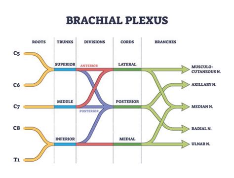 Brachial Plexus Physiopedia Hot Sex Picture
