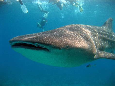 Whale Sharks Who Are The Largest Fish And Friendliest Big Fellas In The