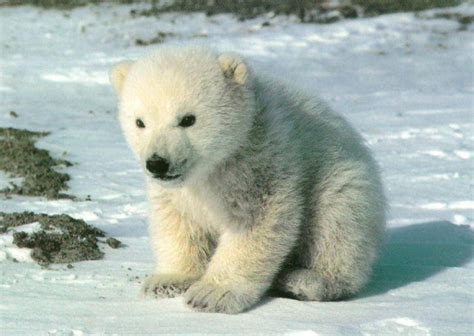 Cooling Off With Cute Arctic Animals Cuteness Overflow