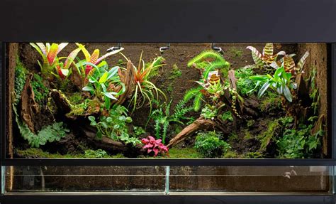 The Definitive Guide To Creating A Paludarium Tank Plants And