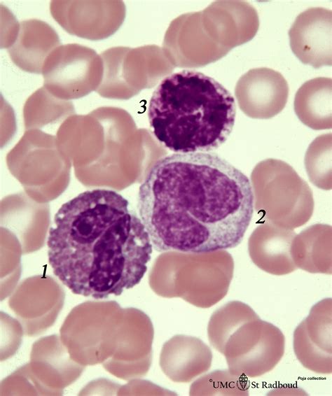 Eosinophil Monocyte And Basophil In Blood Smear Human Eccles