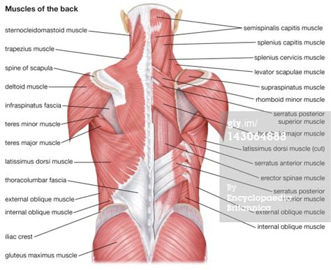 Maybe you would like to learn more about one of these? SODO CrossFit Endurance: The Posterior Chain