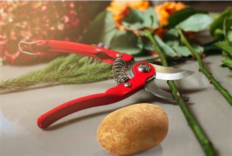 Grab a rose cutting and trim 10mm off the end, cutting diagonally. How To Grow Roses From Cuttings Using Potatoes - Gardening ...