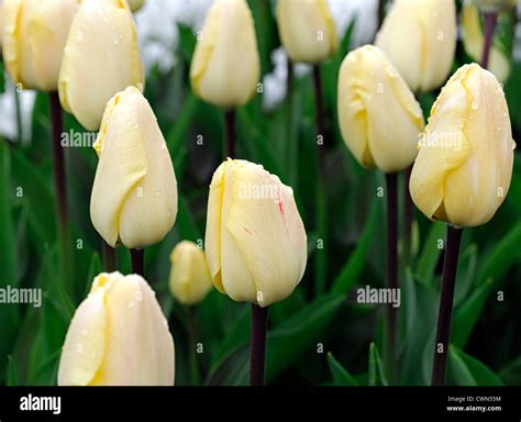 Tulip Cream Perfection