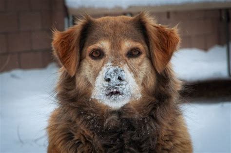 A Brown Dog Standing In The Snow With His Nose Covered By White Stuff