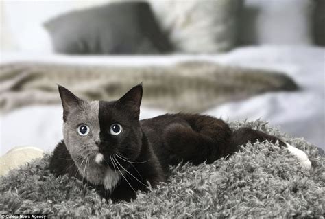 Cat With Two Faces Has An Even Split Of Grey And Black Fur