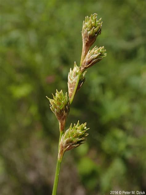 Carex Bicknellii Bicknells Sedge Minnesota Wildflowers