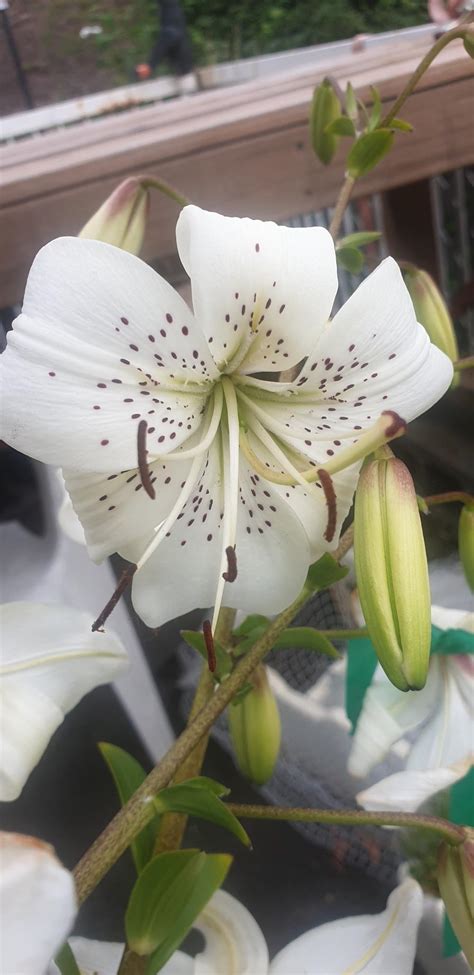Lily Lilium White Twinkle In The Lilies Database
