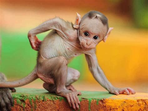Enjoy and share your favorite beautiful hd wallpapers and background images. Wallpapers Monkey Funny - Wallpaper Cave