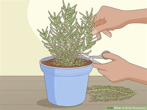 How To Grow Rosemary 12 Steps With Pictures Wikihow
