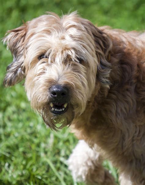 Instructions on how to draw a simple standing dog: Contact - Houston Shaggy Dog Rescue