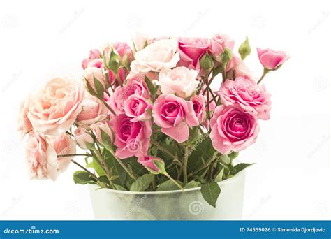 Bouquet Of Pink Roses Isolated On White Stock Photo Image Of