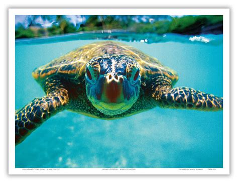 Hawaiian Sea Turtle Honu Underwater Aloha Maui Vintage Art