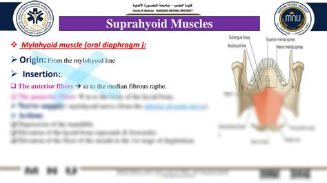 Solution 06 Anatomy Of The Submandibular Region Studypool