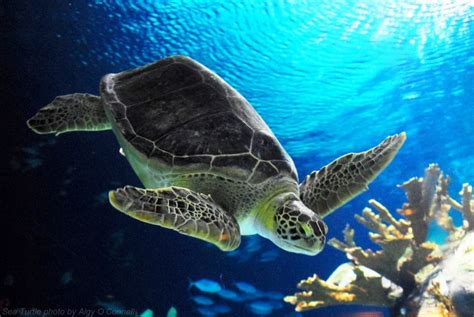 Sea Turtle Swimming Underwater Flippers Omaha Henry Doorly Zoo Aquarium