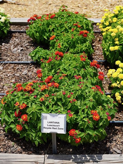 Lantana Luscious Royale Red Zone Truck Crops Trial Garden