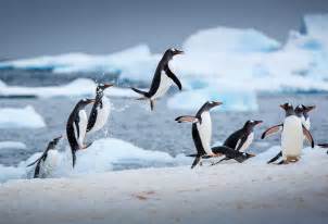 The plumage of the penguins is thick. Penguins are facing extinction thanks to climate change ...