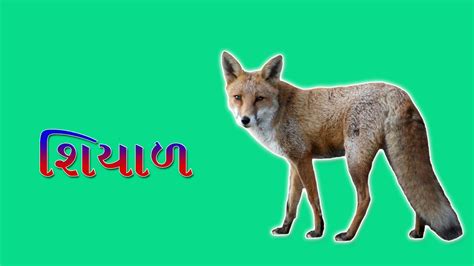 wild animals name in gujarati- गुजराती