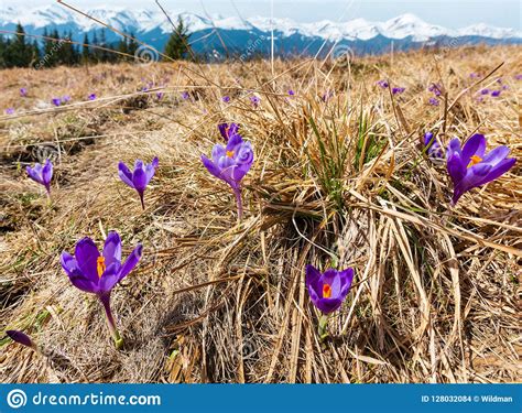 Purple Crocus Flowers On Spring Mountain Stock Photo Image Of